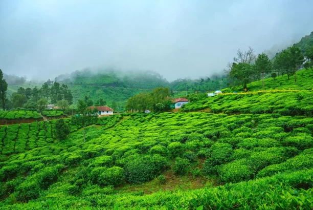 Munnar-kerala-2